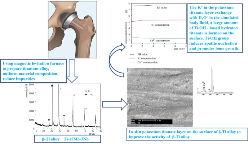 The influence of biological active layer to titanium alloy biocompatibility in vitro