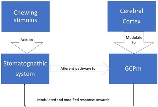 Scheme of variability in GCPm by feedback