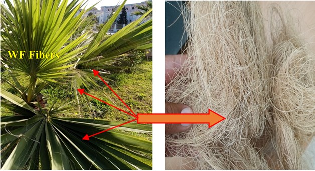 Washingtonia Filifera plant and extracted fibers