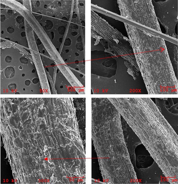 SEM image of longitudinal WF fibers