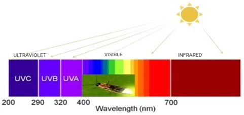 Wavelength sizes and color (created in BioRender.com)