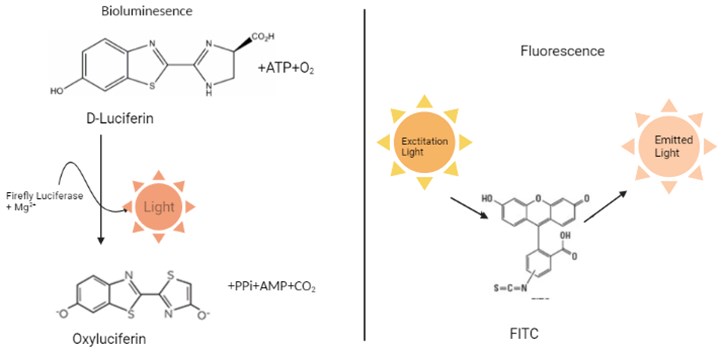 Bioluminescence and Fluorescence process (created in BioRender.com)