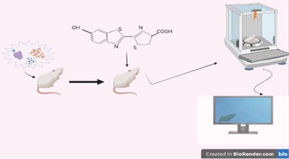 Schematic representation of the in vivo BLU technique applied to small animals:  a) In vivo administration of the Luciferin-expressing vector, b) In vivo administration of the  bitoluminance substrate, c) reception and processing of data received by imaging