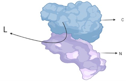 N and C terminal, where amino acid residues important  for bioluminescent activity are concentrated