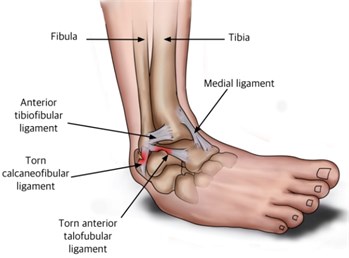 a) Ankle joint and b) ankle planes and movements