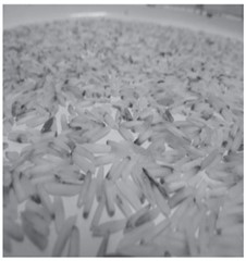 Sorting of rice samples