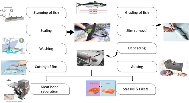 Fish processing