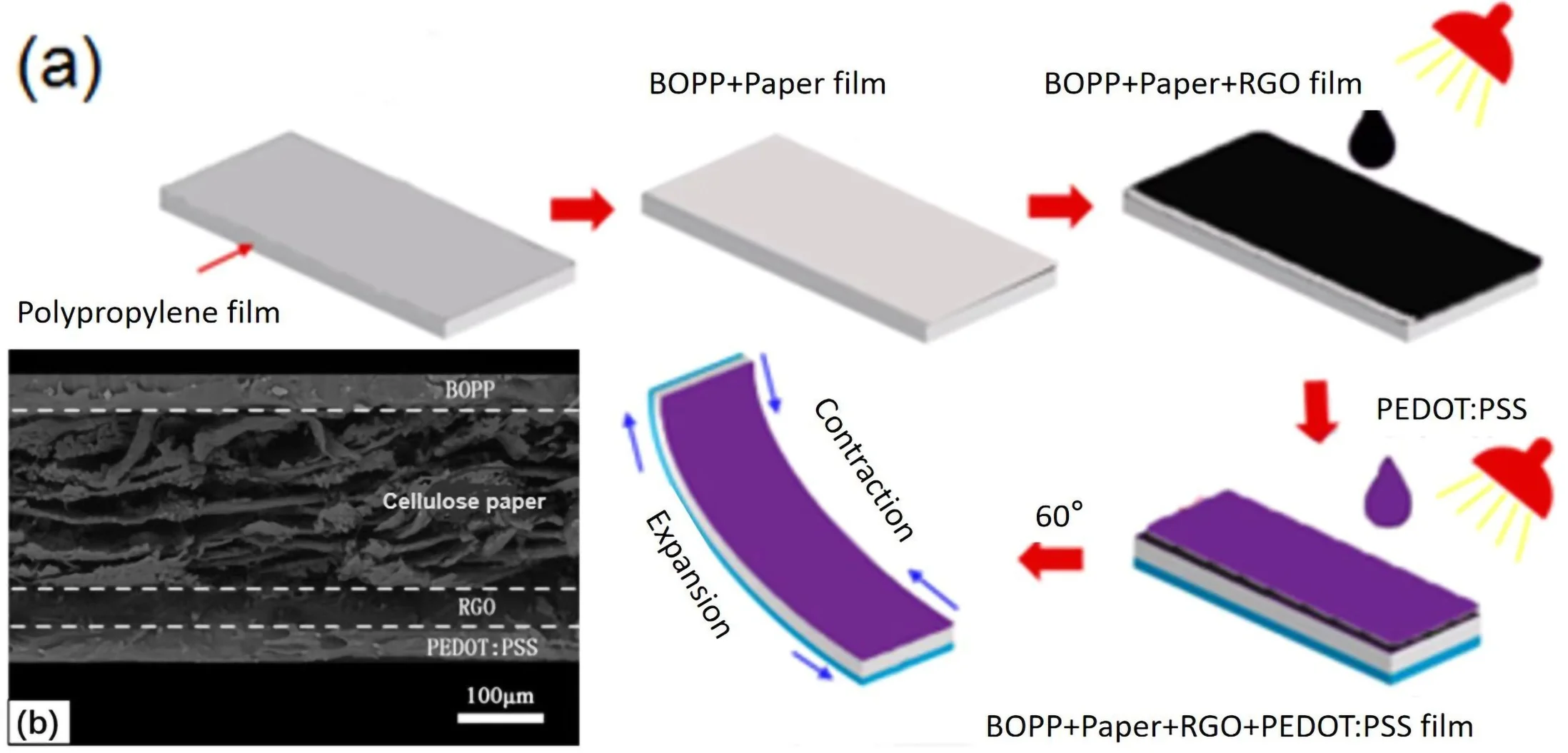 A multiresponsive flexible actuator based on BOPP/paper/RGO/PEDOT: PSS composites