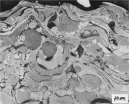 Microstructure of F630 sample
