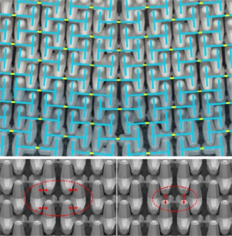 The 3-dimensional H-chain structure of the Couple-Locks