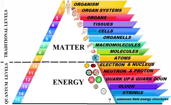 Graphic representation of the structural levels of organization of the human body, considering modern fundamental biophysical knowledge