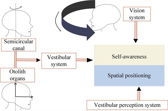 Diagram of the vestibular system principles