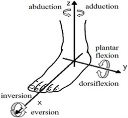 Movement of the human ankle joint