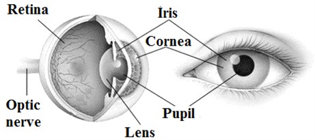 Anatomy of the human eye [3]