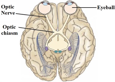 Chiasm optical responsible for consensual reflection [6]