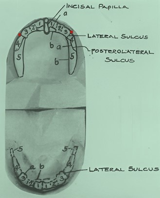 Location of the lateral groove (right/left side)