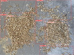 Identification and detection results of grain caking