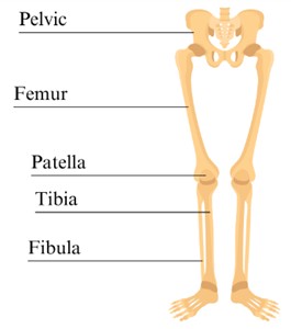 The joints and bones of the lower body