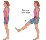 DOFs, bones, and joint movements of the lower body in the sagittal plane