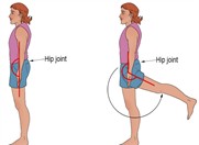 DOFs, bones, and joint movements of the lower body in the sagittal plane