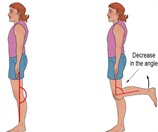 DOFs, bones, and joint movements of the lower body in the sagittal plane