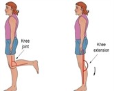 DOFs, bones, and joint movements of the lower body in the sagittal plane