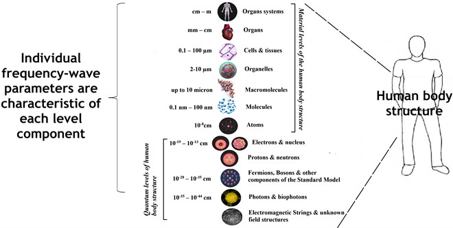 Graphic representation of the structural levels of organization  of the human body, taking into account modern fundamental biophysical knowledge