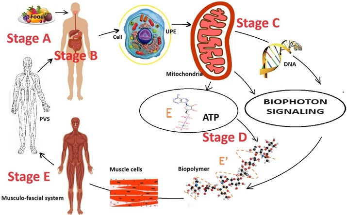 Scheme of energy metabolism in the human body shows the participation of biophotonic signaling. Note: E is the incoherent energy of adenosine triphosphate (ATP). E' is the coherent energy  that is formed by the biopolymer. The dotted line on the biopolymer indicates the oscillatory processes of the biopolymer. Stage A is the entry of energy in the form of food into the human body. Stage B is the digestion of food, the assimilation of food substrates, their entry into the blood and cells of the human body. Stage C corresponds to the processes of Ultraweak Photon Emission (UPE) and tissue respiration in the cell, which lead to the formation of biophotons and the ATP molecule, respectively. Stage D occurs on membrane biopolymers (mainly striated muscles) and ensures the transformation of the biochemical  energy of the ATP molecule into electromagnetic energy. Stage E is the redistribution  and transport of electromagnetic energy from muscles to other parts of the human body  along myofascial connections (tendon meridians) and PVS [42]