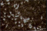 FD – Distribution and size of eutectic cell on cross- section, and RD – Eutectic cell boundaries