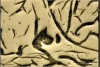 Distribution graphite layers, a), b) FD – type C, c), d) FD – type A, e), f), g), h) BD – type C, shrinkage cavity