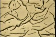 Distribution graphite layers, a), b) FD – type C, c), d) FD – type A, e), f), g), h) BD – type C, shrinkage cavity