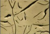 Distribution graphite layers, a), b) FD – type C, c), d) FD – type A, e), f), g), h) BD – type C, shrinkage cavity