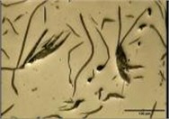 Distribution graphite layers, a), b) FD – type C, c), d) FD – type A, e), f), g), h) BD – type C, shrinkage cavity