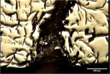 Crack growth, and surface oxidation on surface of FD
