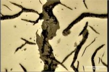 Crack growth, and surface oxidation on surface of FD