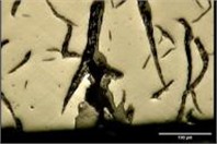 Crack growth, and surface oxidation on surface of BD
