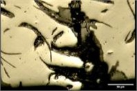 Crack growth, and surface oxidation on surface of BD