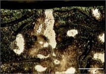 Tempering perlite, whiten ferrite phase, and Carbide particles results on FD