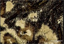 Tempering perlite, whiten ferrite phase, and Carbide particles results on FD