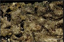 Tempering perlite, whiten ferrite phase, and Carbide particles results on FD