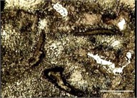 Tempering perlite and Carbide particles on external surface of FD
