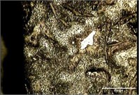 Tempering perlite and Carbide particles on external surface of FD