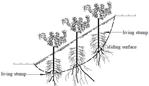 Living stumps for slope stabilization