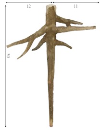 3D printed model of a living stump (Unit: cm)