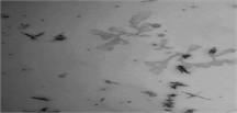 Visual representation of different phases in MWFs: a) droplets of oil in the fluid emulsion. Mag 20×0.40×4, wd1.4; b) metal parts in emulsion, Mag 20×0.40×2, wd 10.4, c) contaminations in emulsion Mag 20×0.40×1.5, wd 10.4