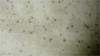 Visual representation of MWFs in different stages of status: a) cavitation, leading formation of small vapor-filled cavities in the liquid, b) coagulation – when chemical destabilization is observed, c) separation, when stability of emulsion is lost due to large amount of floating metal particles