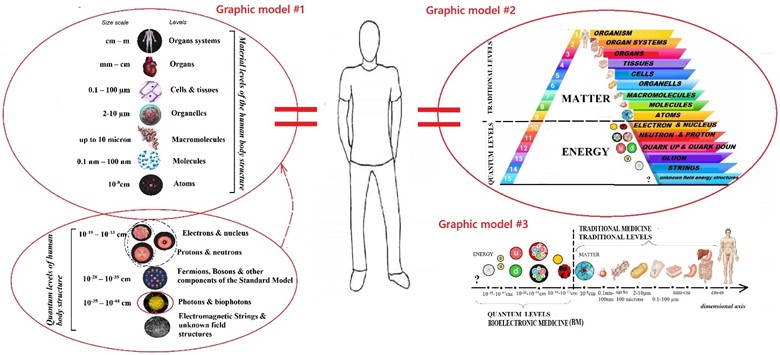 Examples of modern models of hierarchical levels of the structure  of the human body, taking into account quantum levels. Fragment from [12, 13]
