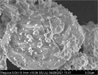 Particle size distribution of OPC and CSA cement