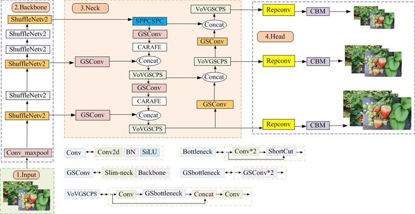 Architecture of the proposed YOLOv7-SSC network. The model incorporates ShuffleNetV2  as the backbone, a Slim-neck with GSConv, and a CARAFE upsampling module