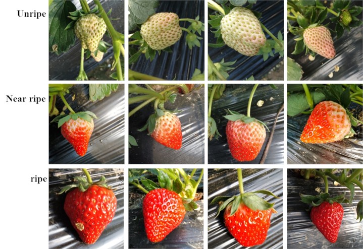 Examples of acquired strawberry pictures in different ripeness states. Photos were taken  in Xinhua Village, Huainan City, Anhui Province, China, from March 1 to March 10, 2023,  by Yuanmeng Wang, Xinyi Chen, and Ruoqi Wu